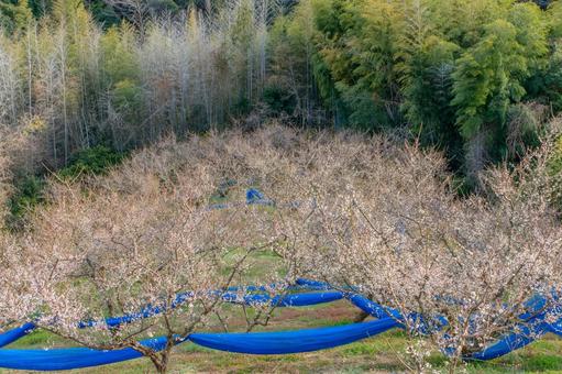 梅の花が咲く果樹園と竹林の風景 梅,花,果樹園の写真素材