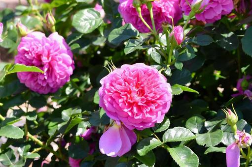 薔薇 プリンセスアン 薔薇 プリンセスアン 薔薇,プリンセスアン,ピンクの写真素材