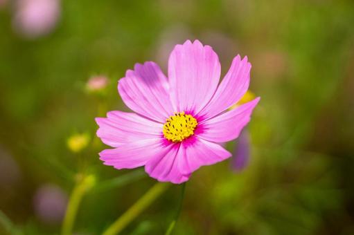 コスモスの花 コスモスの花 コスモス,コスモス畑,花の写真素材