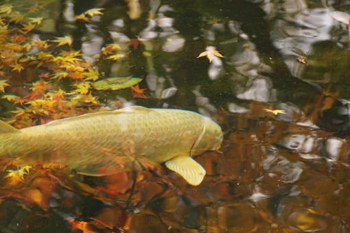 Photo, carp, pool, water surface, 
