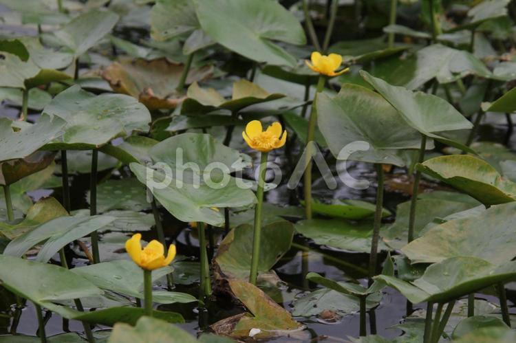 コウホネ・河骨　咲く風景 水生植物,コウホネ,春夏の写真素材
