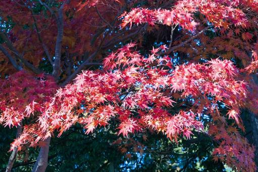 秋の気配・色づく紅葉 秋の気配・色づく紅葉 モミジ,紅葉,秋の背景の写真素材