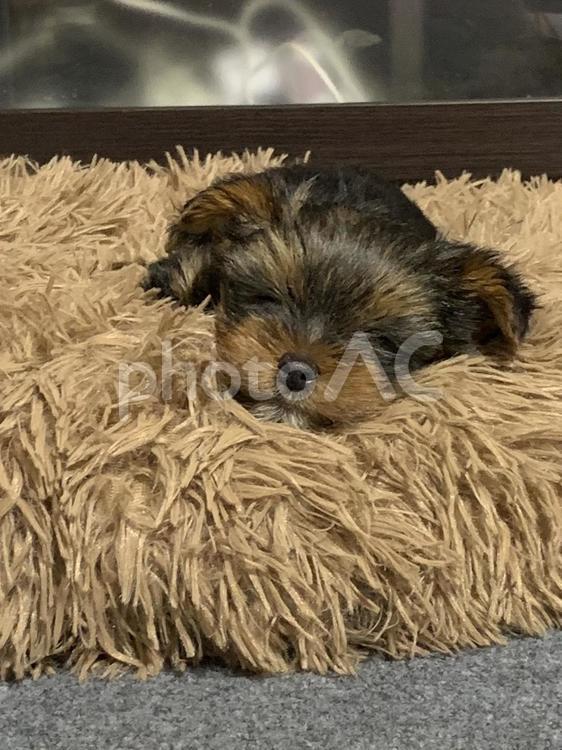 ヨークシャテリアの子犬 子犬,犬,わんこの写真素材