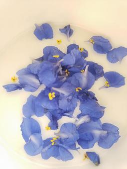 青い花びら 青い花びら 露草,ツユクサ,つゆ草の写真素材