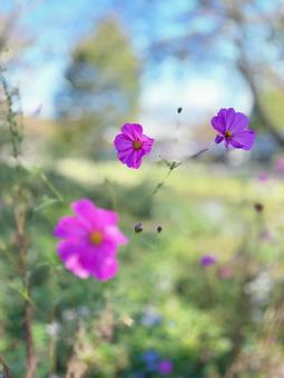 快晴の秋桜 コスモス,秋,快晴の写真素材