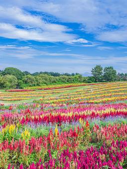 栃木県那須町 那須フラワーワールド 栃木県那須町 那須フラワーワールドの写真