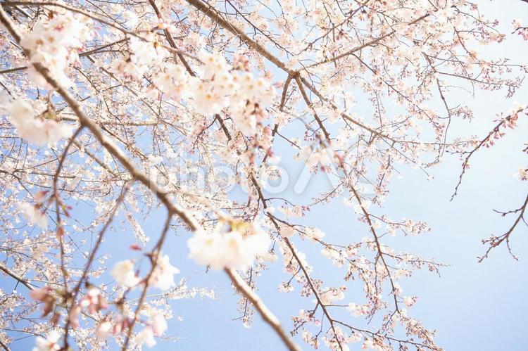春の訪れを感じる満開の桜。 桜,春,お花見の写真素材