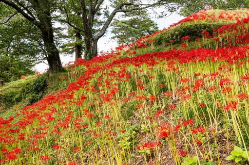 ヒガンバナ(71)の写真