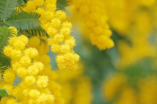 ミモザ　黄色い花 ミモザ,春,花の写真素材