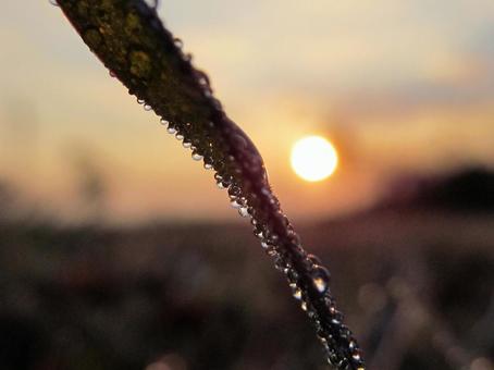 水滴と朝の光の風景の写真