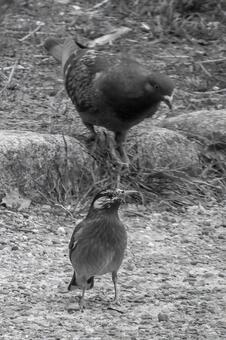 ムクドリとハト ムクドリとハトの写真