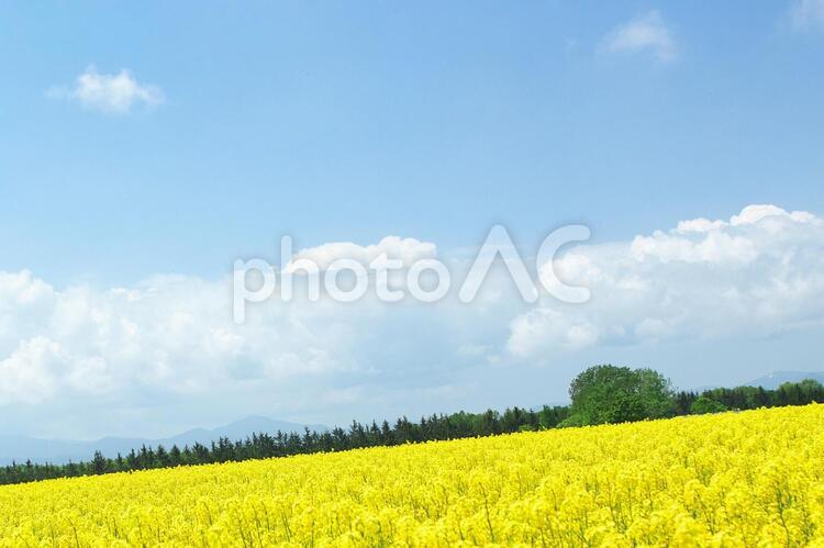 美しく満開の菜の花 菜の花,明るい,花の写真素材
