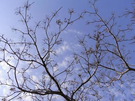 せんだんの木と空 せんだんの木と空の写真