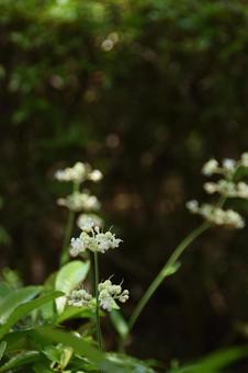 Photo, plant, yabu miuga, load, 