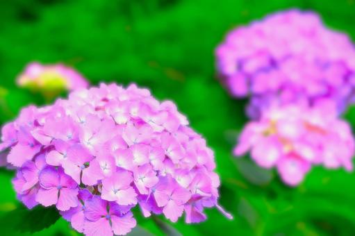 爽やかな薄紫の紫陽花の花 爽やかな薄紫の紫陽花の花の写真