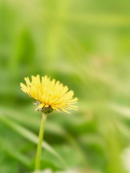 緑色背景シンプル一輪のたんぽぽの花 タンポポ,花,一輪の写真素材