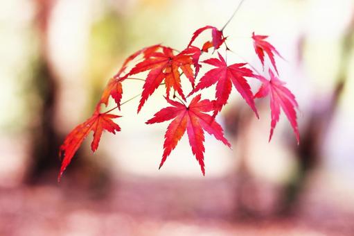 赤く染まった秋の紅葉 赤く染まった秋の紅葉 紅葉,秋,もみじの写真素材