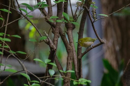 メジロが枝にとまる メジロが枝にとまるの写真