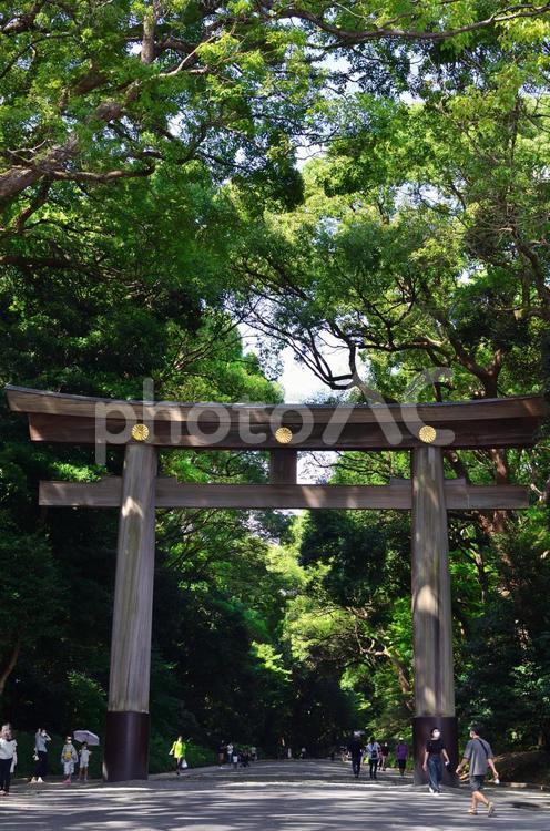 明治神宮の鳥居 明治神宮,鳥居,参拝の写真素材