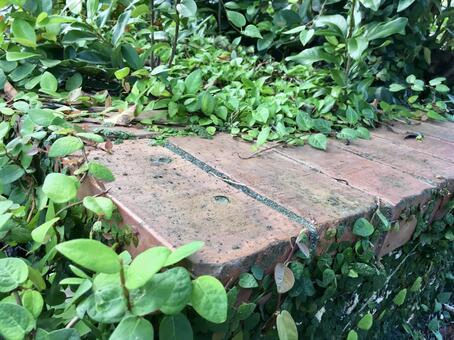 レンガ 植物 レンガ 植物の写真