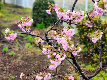 初夏の季節を感じる葉桜 初夏の季節を感じる葉桜の写真