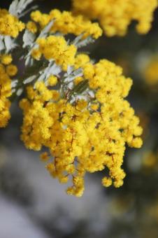 カラノラ 風景,春,背景の写真素材
