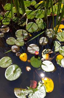 Water Lily, JPG Water Lily, JPG