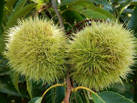 【植物写真】イガグリ(毬栗) 【植物写真】イガグリ(毬栗)の写真