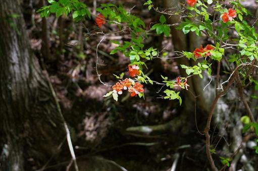 Mountain azalea, JPG
