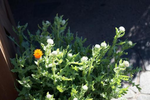 オレンジ色の花と植物 オレンジ色の花と植物の写真