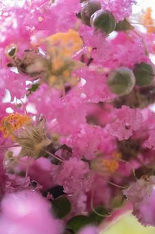 crape myrtle crape myrtle, background material, wallpaper, stand-by, JPG