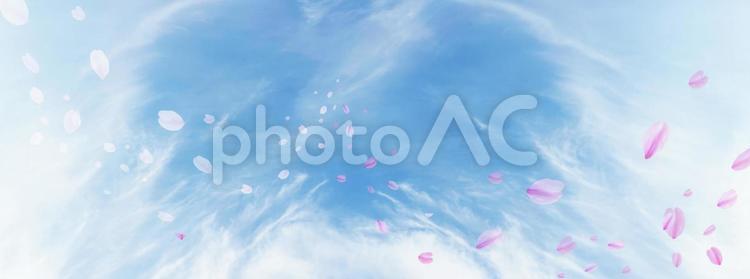 真っ白な雲と空　入学シーズンの桜舞い散る花びら　背景素材 空,雲,桜の写真素材