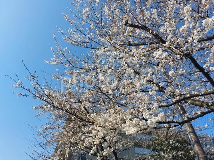 桜並木 桜,さくら,桜並木の写真素材