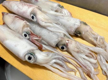 釣りたて 新鮮なイカ 釣りたて 新鮮なイカ イカ,釣り,釣りたての写真素材