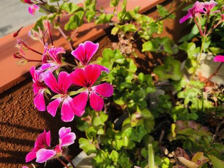 ピンクの花 ゼラニウムの写真