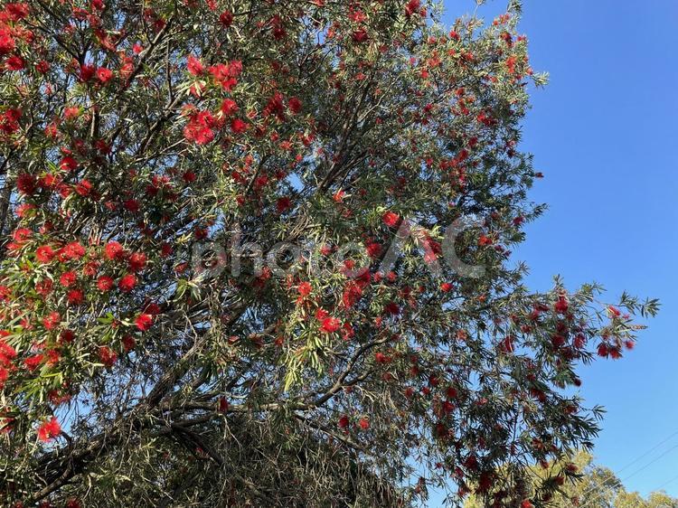オーストラリアのアカシア 花,フラワー,ブラシの木の写真素材