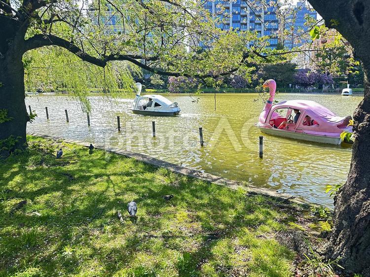 不忍池　上野公園　池　東京都台東区 不忍池,上野恩賜公園,弁天島の写真素材