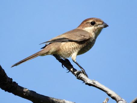 枝につかまるモズ 枝につかまるモズ 鳥,野鳥,モズの写真素材