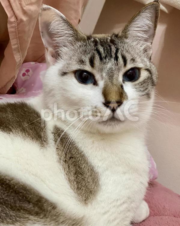 ゆったり微睡むシャムミックス猫様　縦画像 猫,シャムトラ,見つめるの写真素材