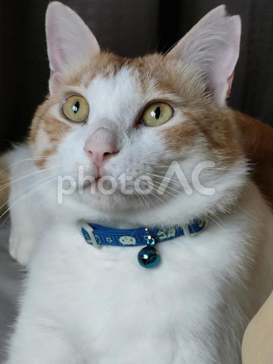 今何かを思いついた 猫,動物,ペットの写真素材