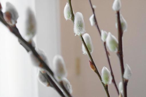 春を告げる、ネコヤナギの芽吹き 春を告げる、ネコヤナギの芽吹きの写真