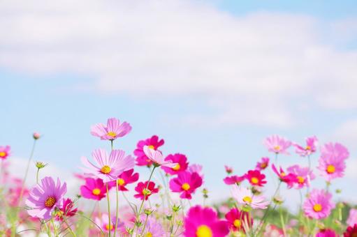 ピンクのコスモスと秋の空 コスモス,秋,花の写真素材