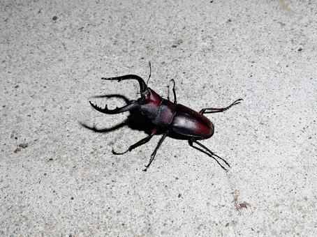 ノコギリクワガタ ノコギリクワガタ ノコギリクワガタ,クワガタ,昆虫の写真素材