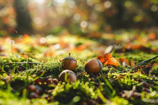 森の苔の上に散らばるどんぐりと秋の落ち葉 森の苔の上に散らばるどんぐりと秋の落ち葉の写真