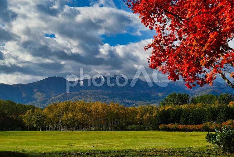 前田森林公園の紅葉 秋,autumn,紅葉の写真素材