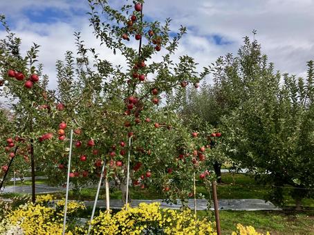 りんご園　その1 林檎,りんごの木,赤の写真素材