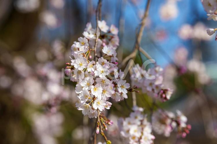 開花した枝垂れ桜 桜,枝垂れ桜,開花の写真素材