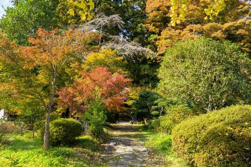 勝楽山高蔵寺阿弥陀堂⑶ 秋,紅葉,勝楽山高蔵寺阿弥陀堂の写真素材