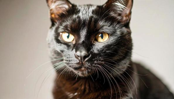 黒猫 黒猫の写真