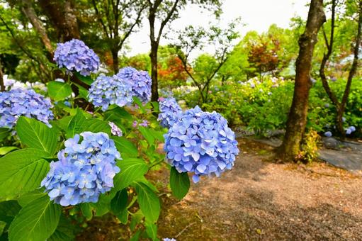 梅雨空に咲く水色のアジサイ 梅雨空に咲く水色のアジサイ 紫陽花,あじさい,花の写真素材